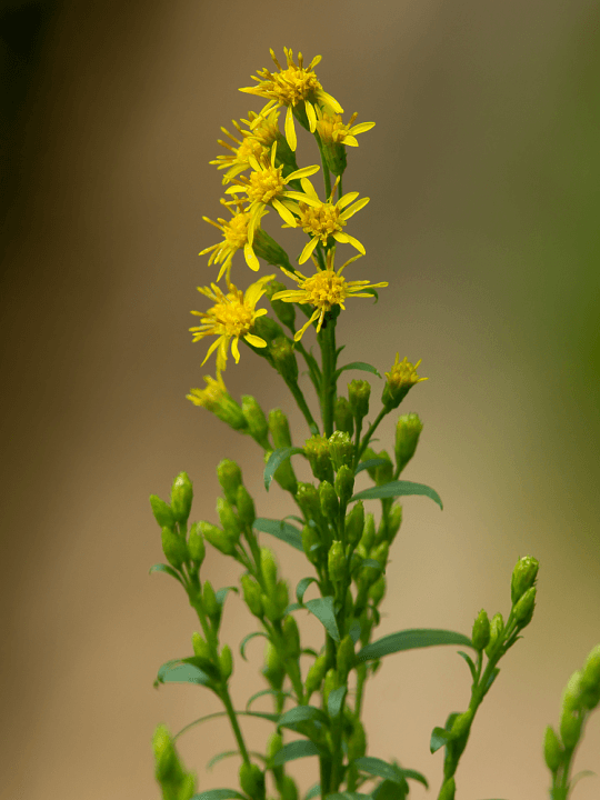 Solidago virgaurea